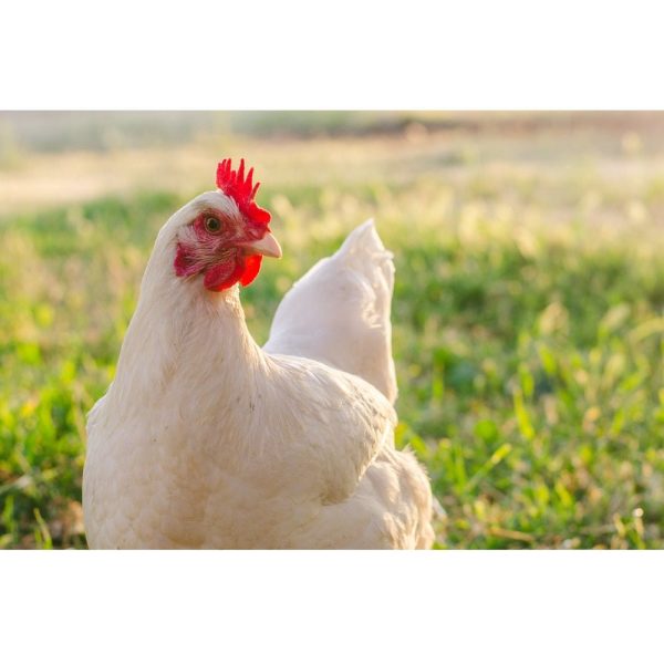 Realistic Free Range Chicken Fabric Panel For Cheap