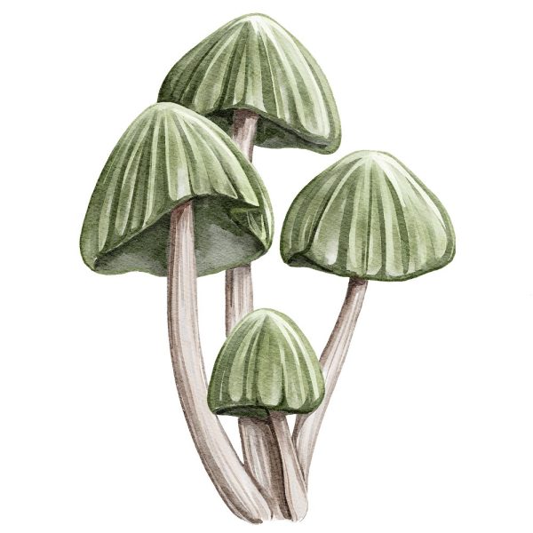 Little Critters Spooky Halloween Mushroom #3 Fabric Panel Online now